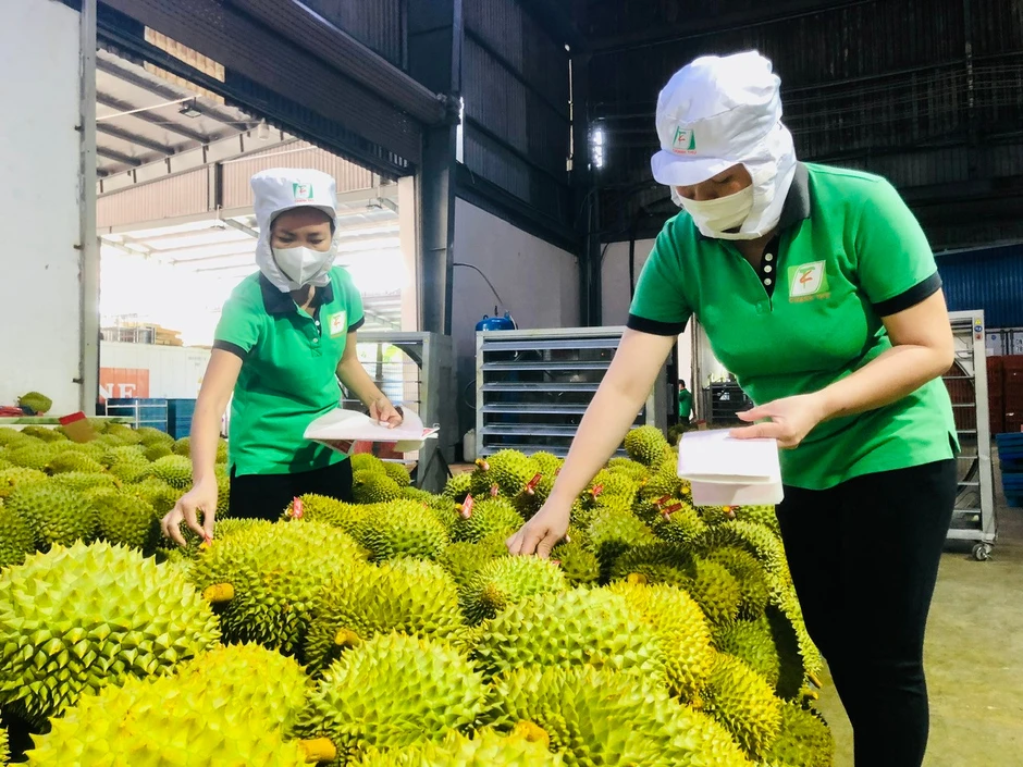 Ấn Độ chính thức mở cửa cho sầu riêng Việt Nam Ấn Độ chính thức mở cửa cho sầu riêng Việt Nam