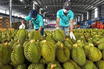 Ấn Độ chính thức mở cửa cho sầu riêng Việt Nam