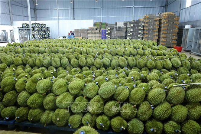 Ấn Độ chính thức mở cửa thị trường đối với sầu riêng tươi của Việt Nam Ấn Độ chính thức mở cửa thị trường đối với sầu riêng tươi của Việt Nam