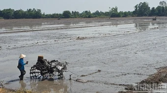 An Giang: Khuyến cáo vụ hè thu 2026 tập trung xuống giống nhóm lúa chất lượng cao, đạt tiêu chuẩn xuất khẩu