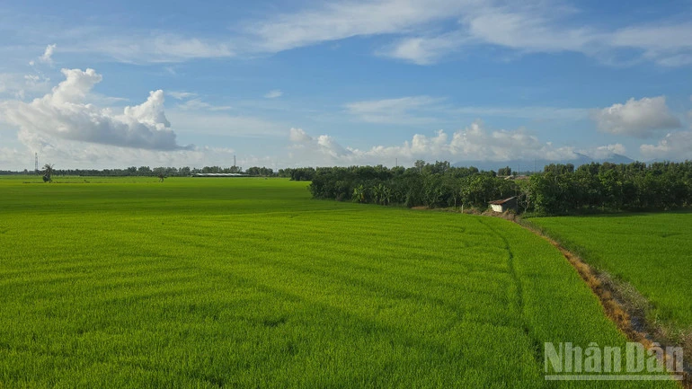 An Giang triển khai đề án vùng quy hoạch trồng lúa năng suất, chất lượng cao An Giang triển khai đề án vùng quy hoạch trồng lúa năng suất, chất lượng cao