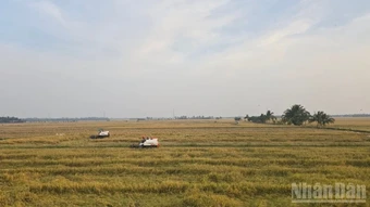 An Giang triển khai đề án vùng quy hoạch trồng lúa năng suất, chất lượng cao