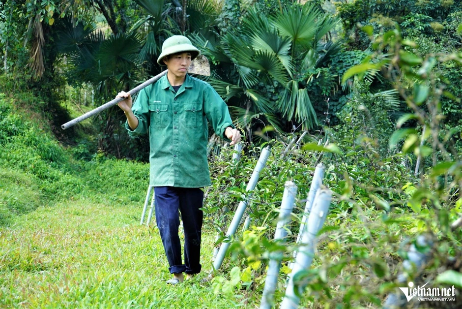 Anh nông dân Hà Tĩnh thu tiền tỷ nhờ trồng cây 'thần dược' Anh nông dân Hà Tĩnh thu tiền tỷ nhờ trồng cây 'thần dược'