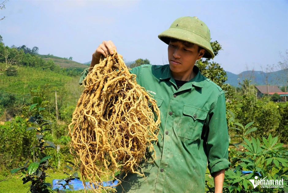 Anh nông dân Hà Tĩnh thu tiền tỷ nhờ trồng cây 'thần dược' Anh nông dân Hà Tĩnh thu tiền tỷ nhờ trồng cây 'thần dược'