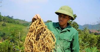 Anh nông dân Hà Tĩnh thu tiền tỷ nhờ trồng cây 'thần dược'