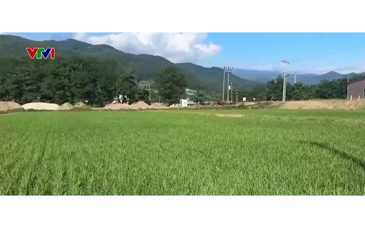 Áp lực chi phí đè nặng lên nghành nông nghiệp Nhật Bản Áp lực chi phí đè nặng lên nghành nông nghiệp Nhật Bản