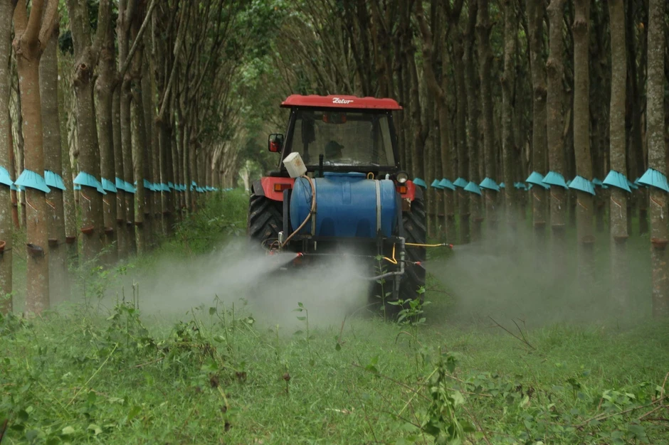Ba thế hệ giữ màu xanh cao su Ba thế hệ giữ màu xanh cao su