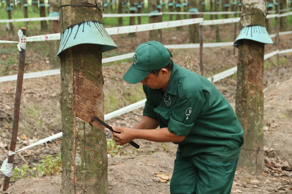 Ba thế hệ giữ màu xanh cao su Ba thế hệ giữ màu xanh cao su