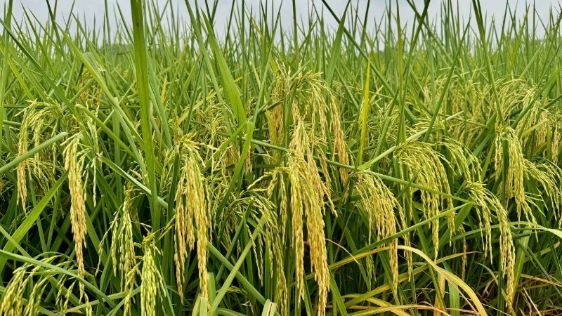Bắc Ninh: Đề xuất đưa giống lúa Ngọc Nương 9 vào cơ cấu hỗ trợ giống Bắc Ninh: Đề xuất đưa giống lúa Ngọc Nương 9 vào cơ cấu hỗ trợ giống