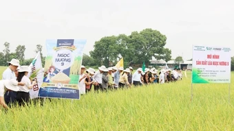 Bắc Ninh: Đề xuất đưa giống lúa Ngọc Nương 9 vào cơ cấu hỗ trợ giống