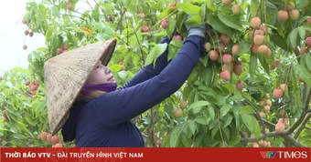 Bắc Ninh đưa vải thiều vươn xa