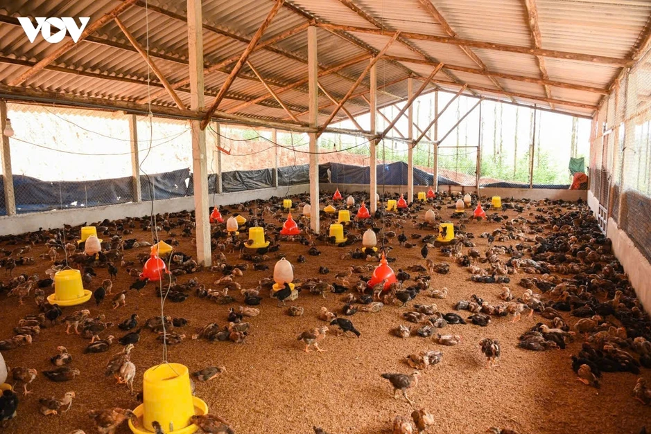 Bắc Ninh tăng cường bảo vệ gia súc, gia cầm, tránh sốc nhiệt mùa nắng nóng Bắc Ninh tăng cường bảo vệ gia súc, gia cầm, tránh sốc nhiệt mùa nắng nóng