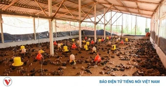 Bắc Ninh tăng cường bảo vệ gia súc, gia cầm, tránh sốc nhiệt mùa nắng nóng