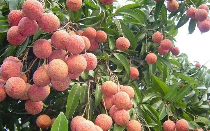 Bắc Ninh thu kỷ lục hơn 7.200 tỷ đồng từ vải thiều Bắc Ninh thu kỷ lục hơn 7.200 tỷ đồng từ vải thiều