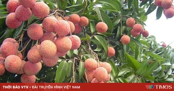 Bắc Ninh thu kỷ lục hơn 7.200 tỷ đồng từ vải thiều