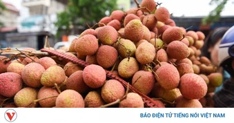 Bắc Ninh tiêu thụ hơn 30 nghìn tấn vải thiều với giá 60.000-70.000 đồng/kg