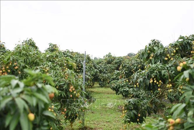 Bắc Ninh tổ chức chuỗi hoạt động xúc tiến tiêu thụ vải thiều Bắc Ninh tổ chức chuỗi hoạt động xúc tiến tiêu thụ vải thiều