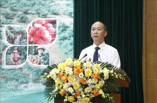 Bắc Ninh: Vụ vải thiều 2026 đạt doanh thu gần gấp đôi năm trước Bắc Ninh: Vụ vải thiều 2026 đạt doanh thu gần gấp đôi năm trước