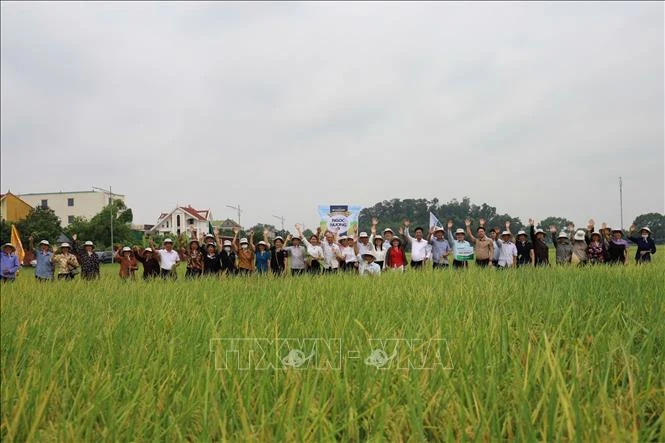 Bắc Ninh xem xét đưa giống lúa Ngọc Nương 9 vào cơ cấu hỗ trợ Bắc Ninh xem xét đưa giống lúa Ngọc Nương 9 vào cơ cấu hỗ trợ