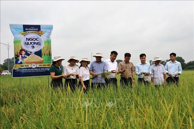 Bắc Ninh xem xét đưa giống lúa Ngọc Nương 9 vào cơ cấu hỗ trợ Bắc Ninh xem xét đưa giống lúa Ngọc Nương 9 vào cơ cấu hỗ trợ