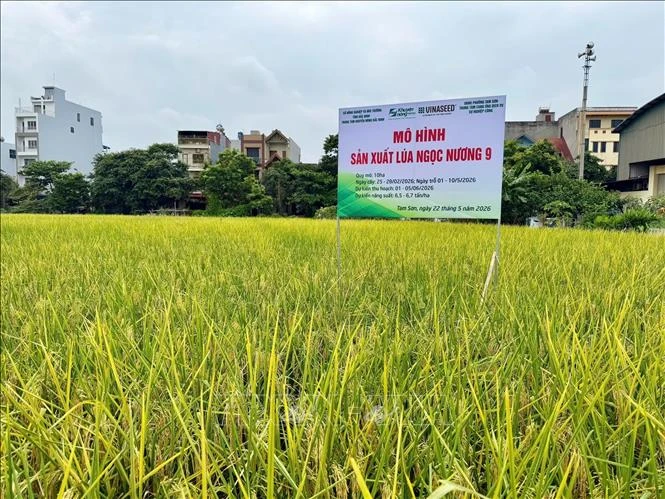 Bắc Ninh xem xét đưa giống lúa Ngọc Nương 9 vào cơ cấu hỗ trợ Bắc Ninh xem xét đưa giống lúa Ngọc Nương 9 vào cơ cấu hỗ trợ
