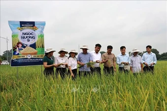 Bắc Ninh xem xét đưa giống lúa Ngọc Nương 9 vào cơ cấu hỗ trợ