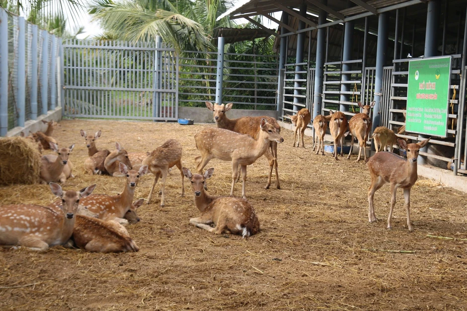 Bán bò chuyển sang nuôi hươu lấy nhung, nông dân miền Tây 'hái lộc' đều tay