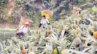 Bản Lầu ngọt ngào mùa dứa chín