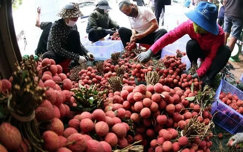 Bán vải thiều qua nền tảng số Bán vải thiều qua nền tảng số