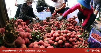 Bán vải thiều qua nền tảng số