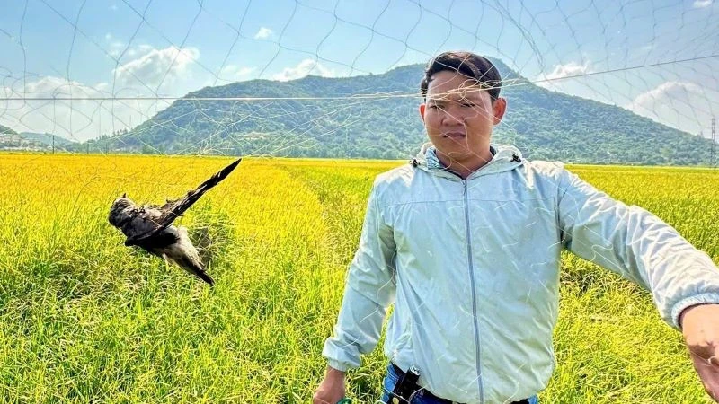 Bảo tồn chim yến gắn với phát triển thương hiệu Yến sào Khánh Hòa Bảo tồn chim yến gắn với phát triển thương hiệu Yến sào Khánh Hòa
