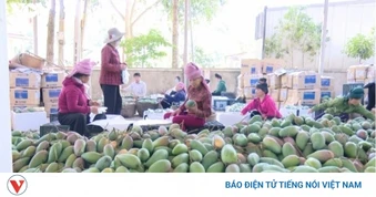 Bí quyết "đổi đời" của người dân Mường Bú (Sơn La)