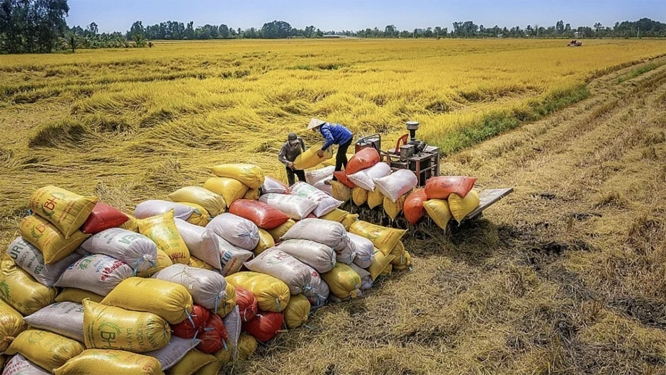 Bộ Công Thương ban hành Chỉ thị thúc đẩy sản xuất, xuất khẩu gạo Bộ Công Thương ban hành Chỉ thị thúc đẩy sản xuất, xuất khẩu gạo