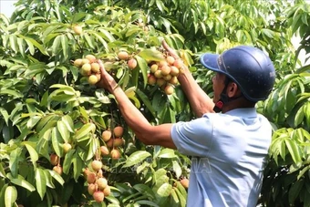 Bộ Công Thương vào cuộc hỗ trợ tiêu thụ, xuất khẩu quả vải
