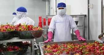 Bộ Nông nghiệp và Môi trường làm rõ việc kiểm soát thanh long xuất khẩu sang EU