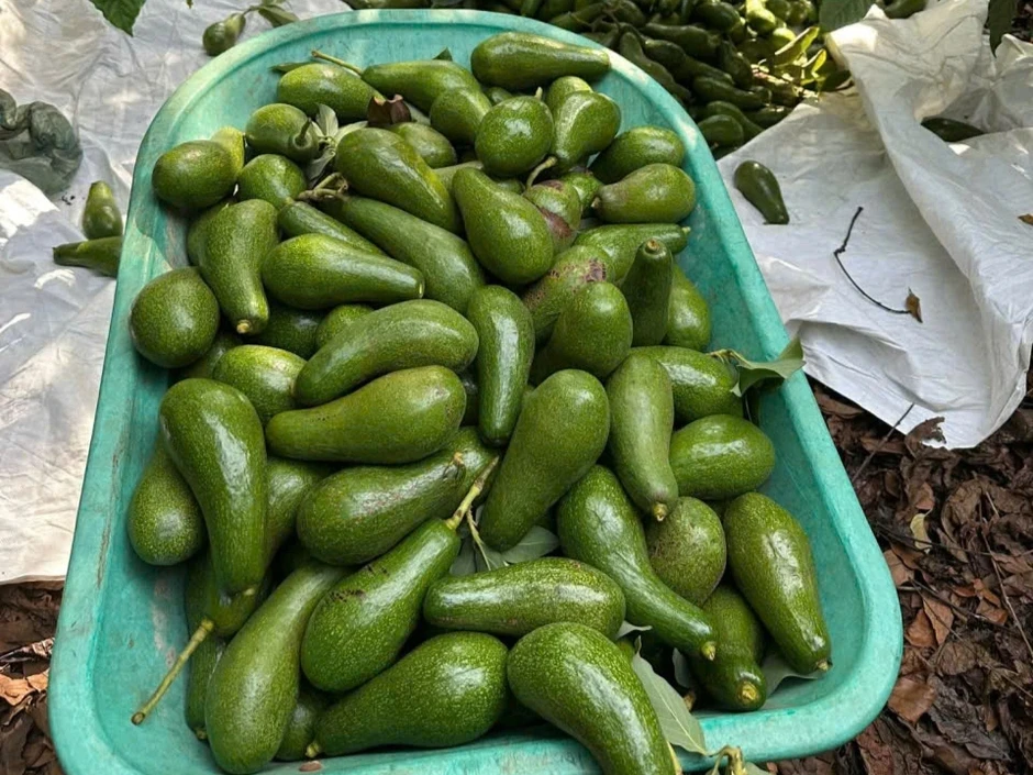 Bơ tăng giá từng ngày, nông dân Tây Nguyên trúng đậm Bơ tăng giá từng ngày, nông dân Tây Nguyên trúng đậm