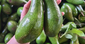 Bơ tăng giá từng ngày, nông dân Tây Nguyên trúng đậm