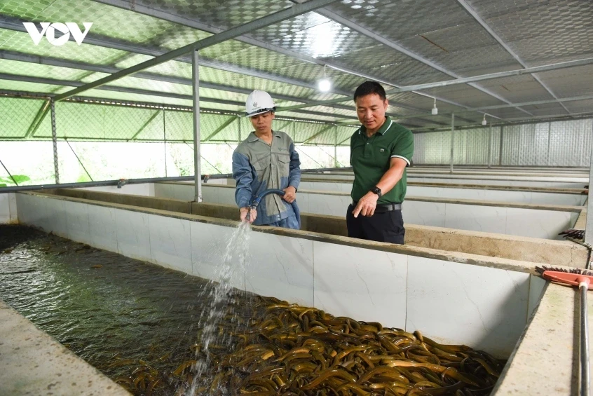 Bỏ việc ngân hàng về nuôi lươn, người đàn ông xây mô hình lớn nhất miền Bắc Bỏ việc ngân hàng về nuôi lươn, người đàn ông xây mô hình lớn nhất miền Bắc