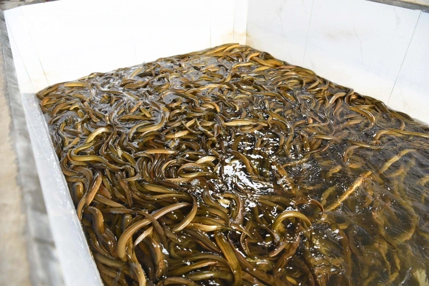 Bỏ việc ngân hàng về nuôi lươn, người đàn ông xây mô hình lớn nhất miền Bắc Bỏ việc ngân hàng về nuôi lươn, người đàn ông xây mô hình lớn nhất miền Bắc