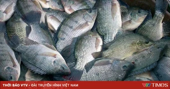 Brazil - Thị trường chủ lực mới của cá rô phi Việt Nam