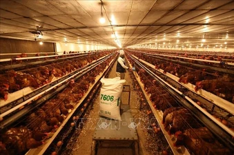 Bước chuyển cho ngành chăn nuôi Việt