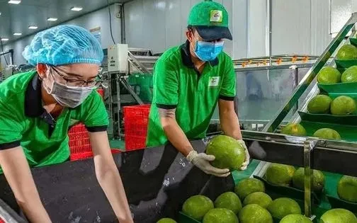 Bưởi, chanh Việt Nam rộng cửa vào thị trường Trung Quốc Bưởi, chanh Việt Nam rộng cửa vào thị trường Trung Quốc