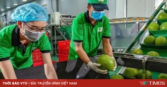 Bưởi, chanh Việt Nam rộng cửa vào thị trường Trung Quốc