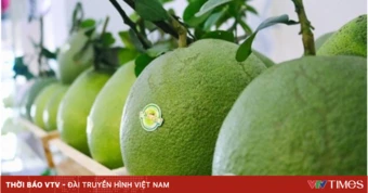 Bưởi tươi Việt Nam chính thức xuất khẩu sang Australia