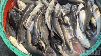 Cá bớp nuôi lồng bè ở đặc khu Lý Sơn chết hàng loạt do mật độ vi khuẩn cơ hội ở mức cao