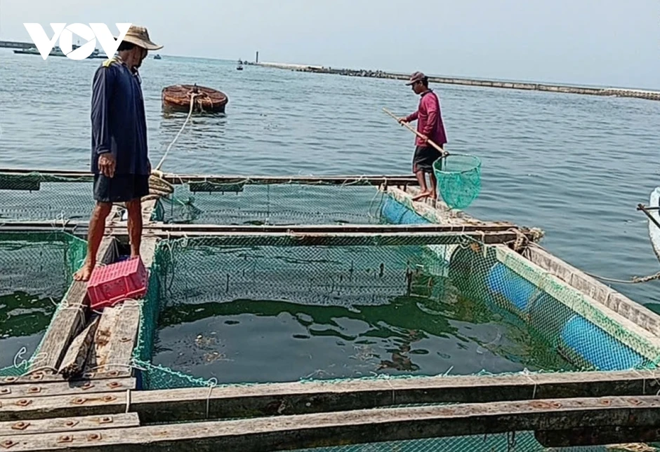 Cá bớp nuôi lồng ở Lý Sơn chết hơn 90 tấn, thiệt hại hơn 16 tỷ đồng Cá bớp nuôi lồng ở Lý Sơn chết hơn 90 tấn, thiệt hại hơn 16 tỷ đồng