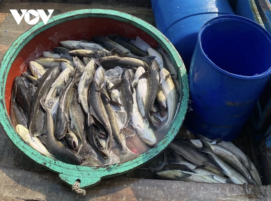Cá bớp nuôi lồng ở Lý Sơn chết hơn 90 tấn, thiệt hại hơn 16 tỷ đồng Cá bớp nuôi lồng ở Lý Sơn chết hơn 90 tấn, thiệt hại hơn 16 tỷ đồng