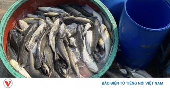 Cá bớp nuôi lồng ở Lý Sơn chết hơn 90 tấn, thiệt hại hơn 16 tỷ đồng