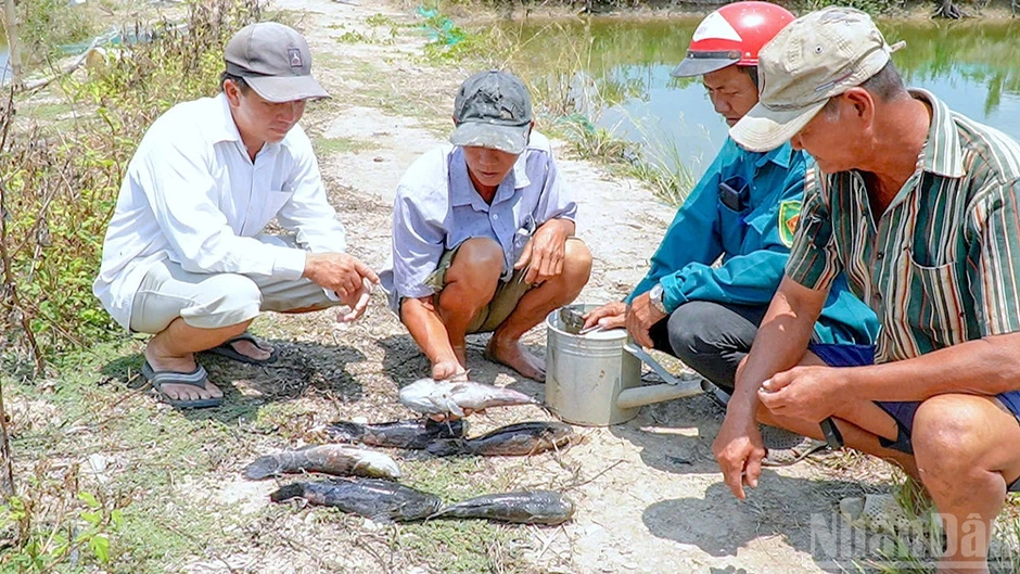 Cà Mau “chốt” mốc thời gian bồi thường vụ cá chết