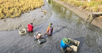 Cà Mau chuyển đổi 88 ha đất lúa sang cây trồng và nuôi thủy sản